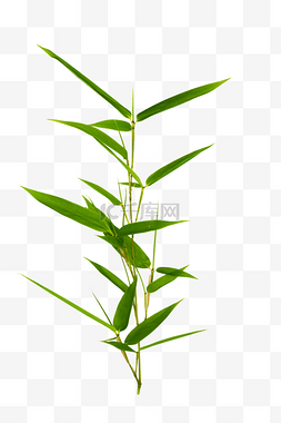 竹叶图片_绿色植物竹子