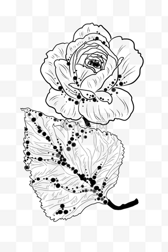 黑白玫瑰花插画