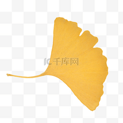秋季黄树叶图片_泛黄的银杏叶实物