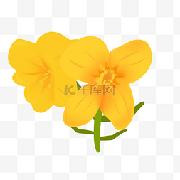 黄色的卡通花朵图片_油菜花的卡通插画