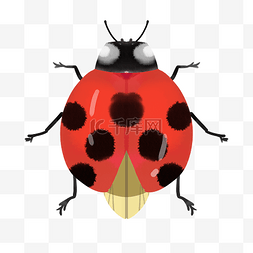 红色瓢虫瓢虫图片_红色斑点瓢虫