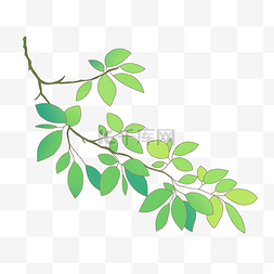 绿色的槐树叶子插画