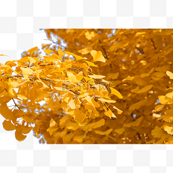 秋天枫叶风景图片_枫叶黄了