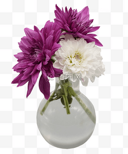 瓶插紫菊白菊