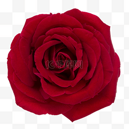 红色玫瑰花图片_玫瑰花朵特写