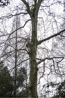 枯树的剪影图片_冬季落光树叶的大树