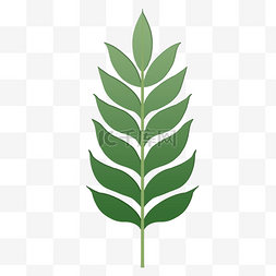 单片叶子图片_单片热带植物绿色叶子