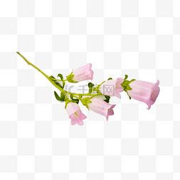 粉色实物花图片_铃铛花植物鲜花摄影粉色实物