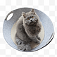 猫猫灰色可爱灰色毛锅