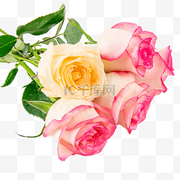 38花卉图片_妇女节玫瑰花