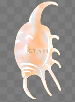 白色海螺图片_白色海螺生物