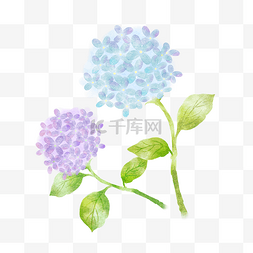 蓝色花卉图片_两支绣球花花卉