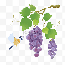 夏季成熟葡萄