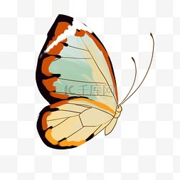 一只漂亮的蝴蝶插画