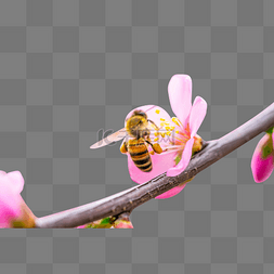 蜜蜂桃花