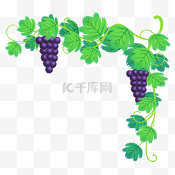 紫葡萄图片_紫葡萄绿色藤条