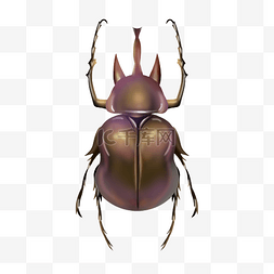 甲虫动物昆虫