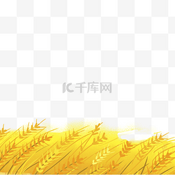 黄色的麦子免抠图