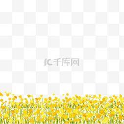 春分三月图片_黄色盛开的花朵