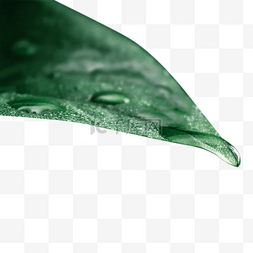 水珠的绿叶图片_叶子上的水滴