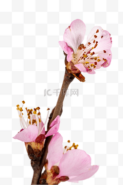 粉色桃花花朵