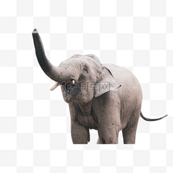 伸长鼻子的大象