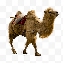 一只骆驼图片_一只骆驼