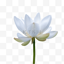 一朵白色的荷花花朵
