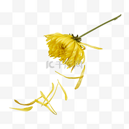 花瓣飘落的黄色菊花