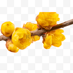 黄色腊梅花朵