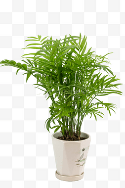 热带植物植物图片_绿植散尾葵