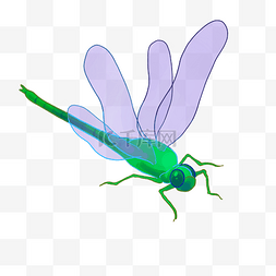 绿色身体蜻蜓
