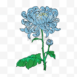 蓝菊花重阳花卉