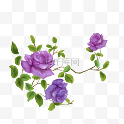 紫色花朵牡丹花