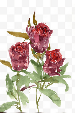 玫瑰紫红色图片_待放的玫瑰