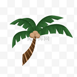 椰子树椰果