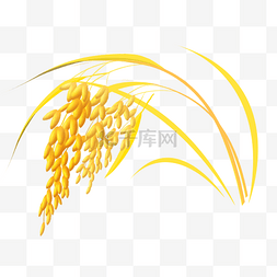 成熟稻穗大米