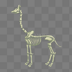 骨骼结构图片_长颈鹿骨骼结构