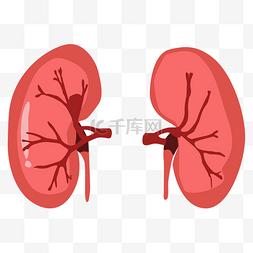 人体器官图片_人体器官肾脏