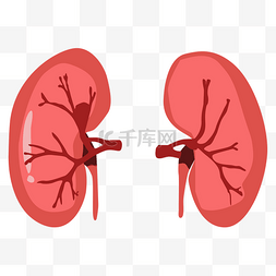 盆腔器官脱垂图片_人体器官肾脏