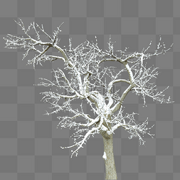 冬季冰凌灌木树