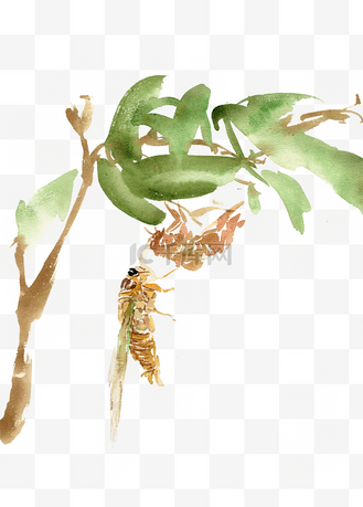 蝉蜕图片_蝉蜕素材-蝉蜕图片大全-千库网
