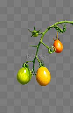 西红柿种植图片_西红柿农田种植