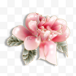 粉色高贵图片_张扬的粉色牡丹花