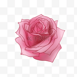 粉色水珠图片_水珠粉色绽放玫瑰