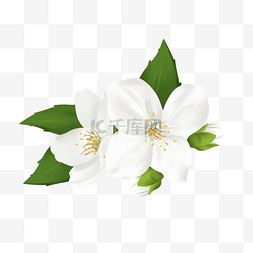 白色花绿色叶子图片_两朵白色茉莉花元素