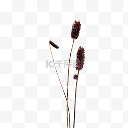 紫色干花装饰植物