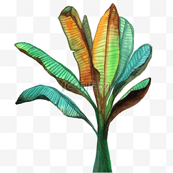 手绘水彩彩色植物图片_水彩手绘芭蕉叶装饰画