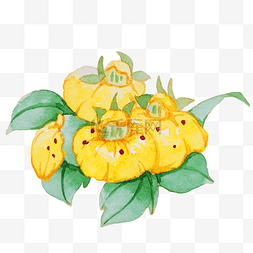黄色的鲜花装饰插画