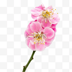 粉色梅花